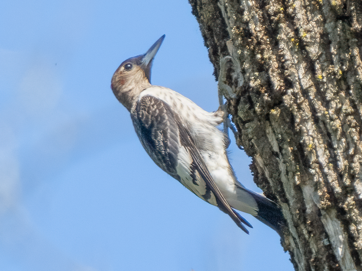 Red-bellied Woodpecker - ML486249081
