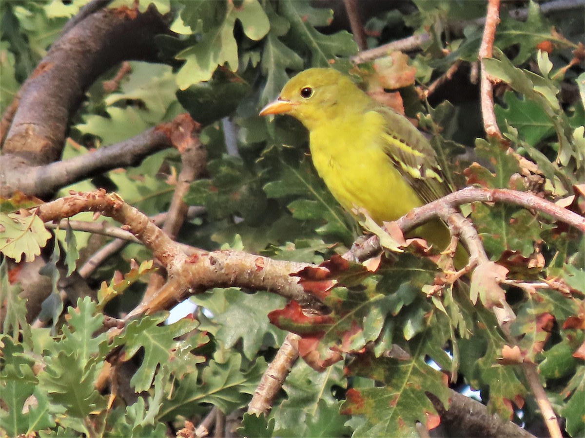 Western Tanager - ML486249831