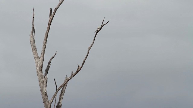 Cockatiel - ML486250