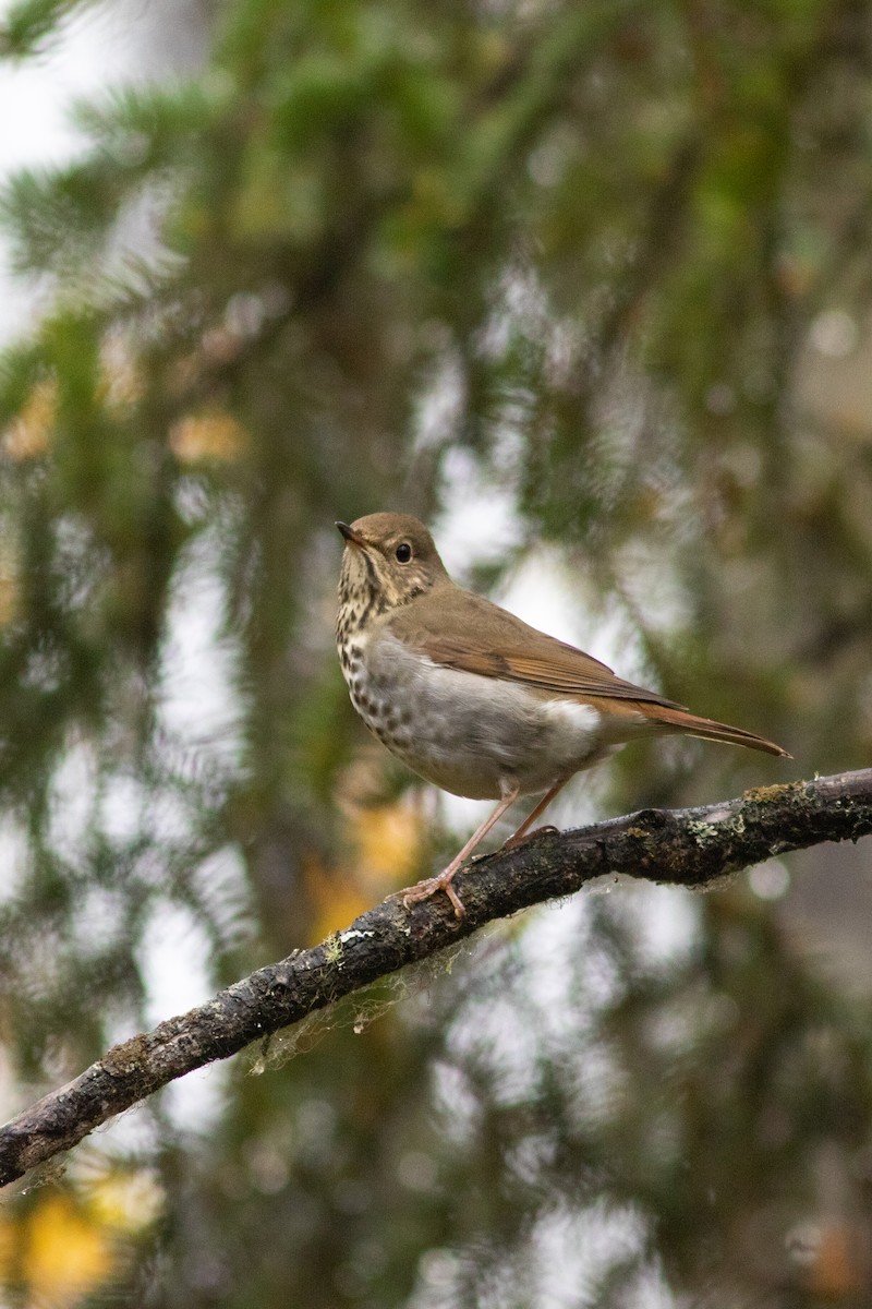 Hermit Thrush - ML486250591