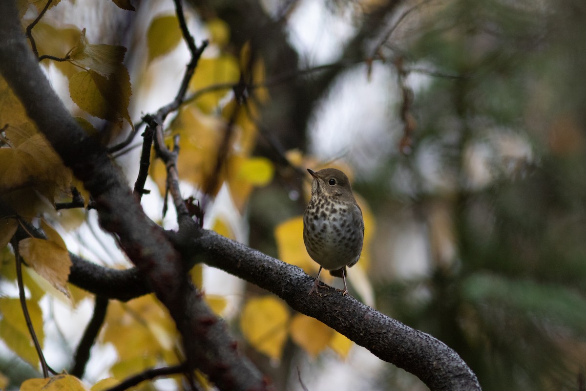 Hermit Thrush - ML486250621