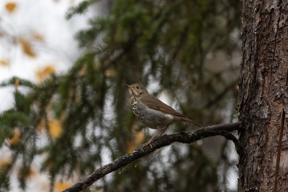 Hermit Thrush - ML486250731