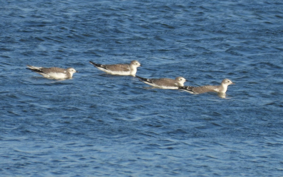 Mouette de Sabine - ML486250741