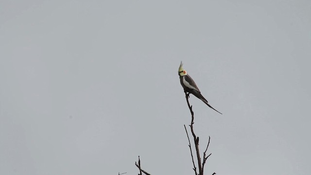 Cacatúa Ninfa - ML486251