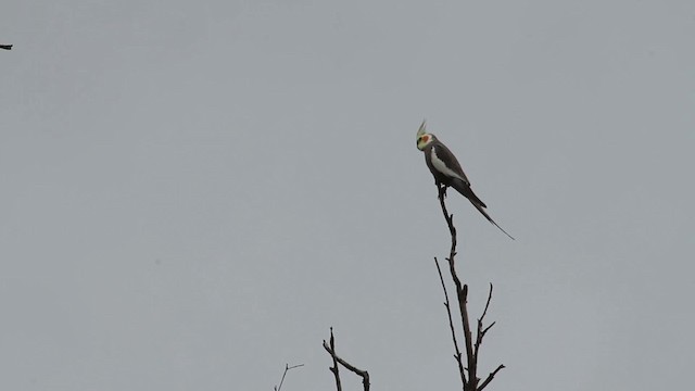 Cockatiel - ML486252