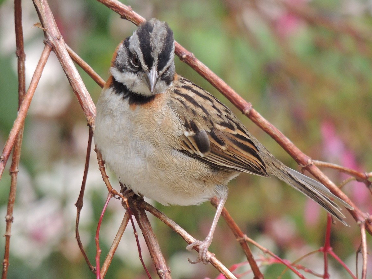 Rufous-collared Sparrow - ML486254191