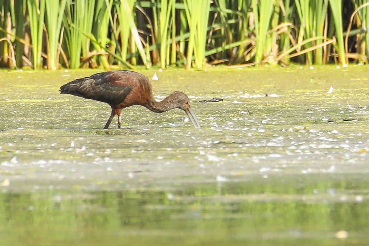 White-faced Ibis - ML486254961