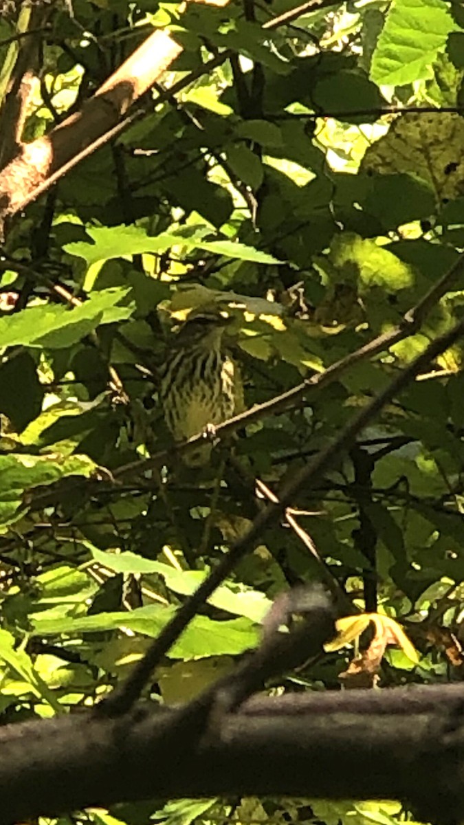 Northern Waterthrush - ML486257321