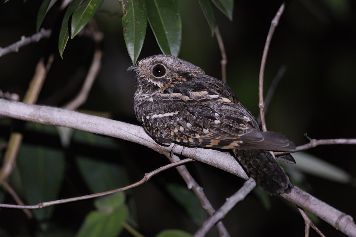 Little Nightjar - ML486257341