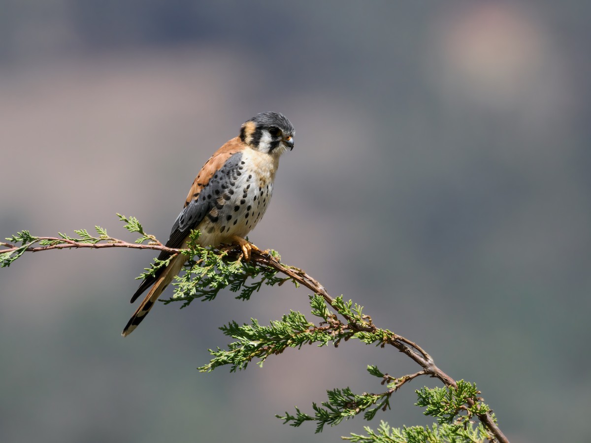 American Kestrel - ML486259471