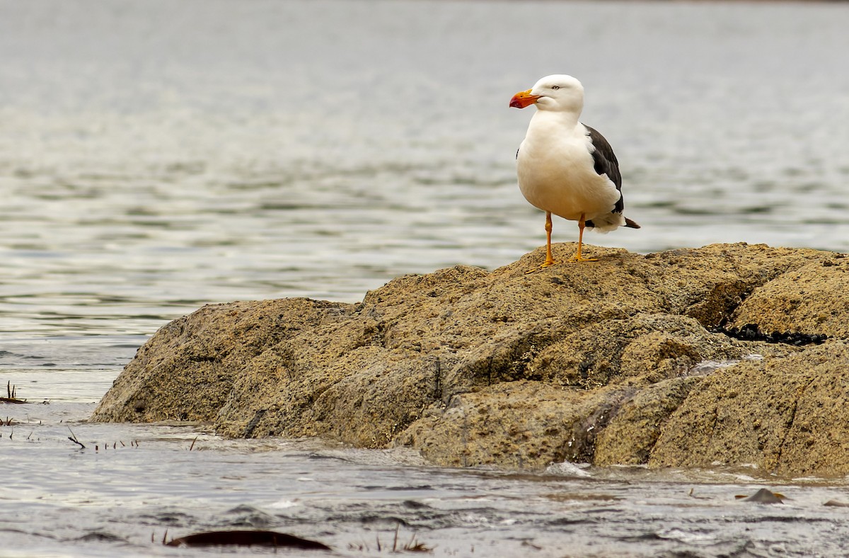 Pacific Gull - Jarrod Kath