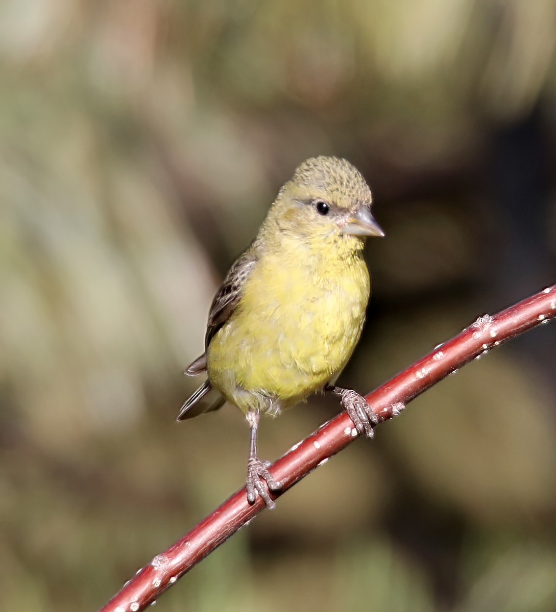 Lesser Goldfinch - ML486261261