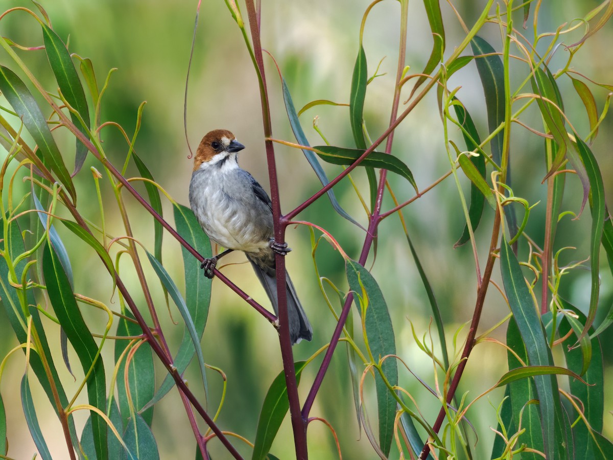 Rufous-eared Brushfinch - Nick Athanas