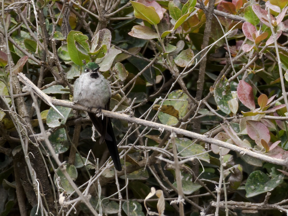 Gray-bellied Comet - ML486261461