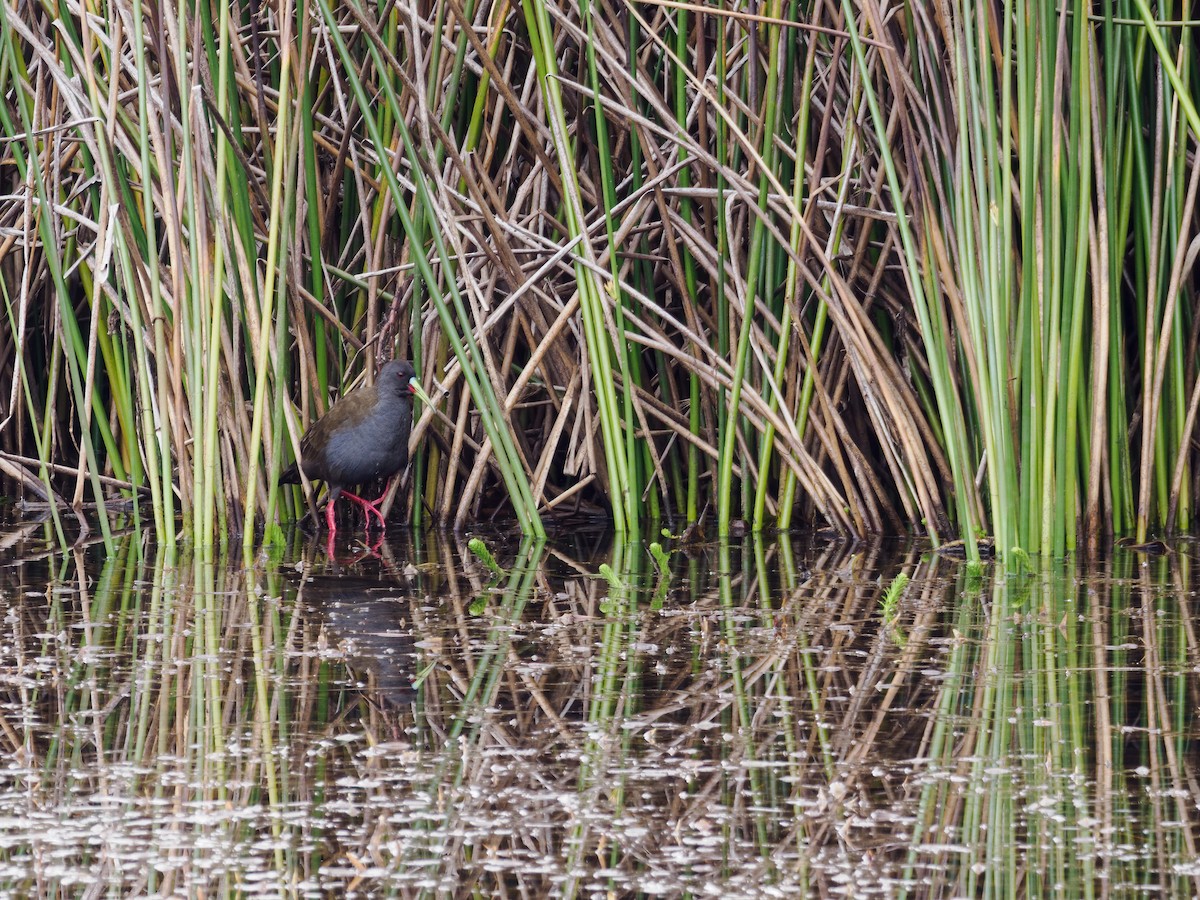 Plumbeous Rail - ML486261791