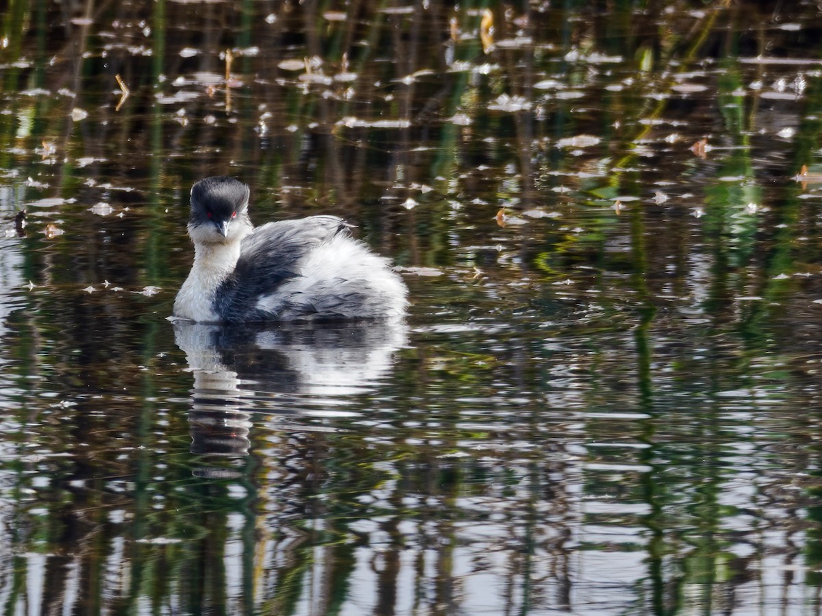 Silvery Grebe - ML486261821