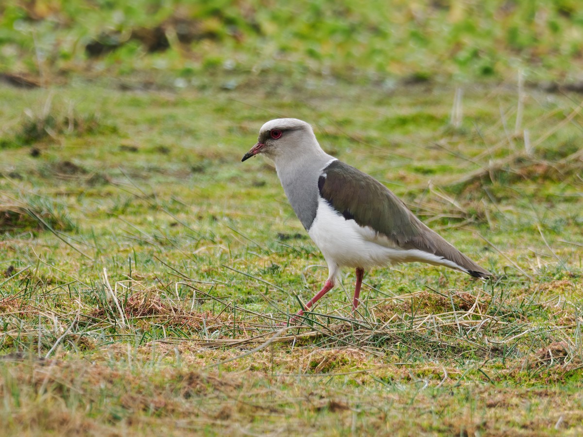 Andean Lapwing - ML486261871