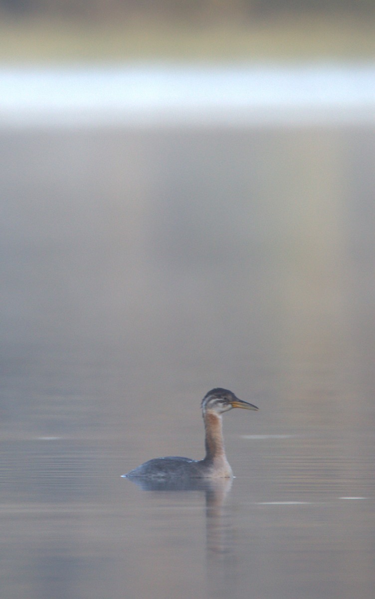 Red-necked Grebe - ML486262071