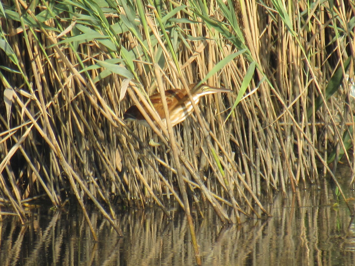 Least Bittern - ML486262681