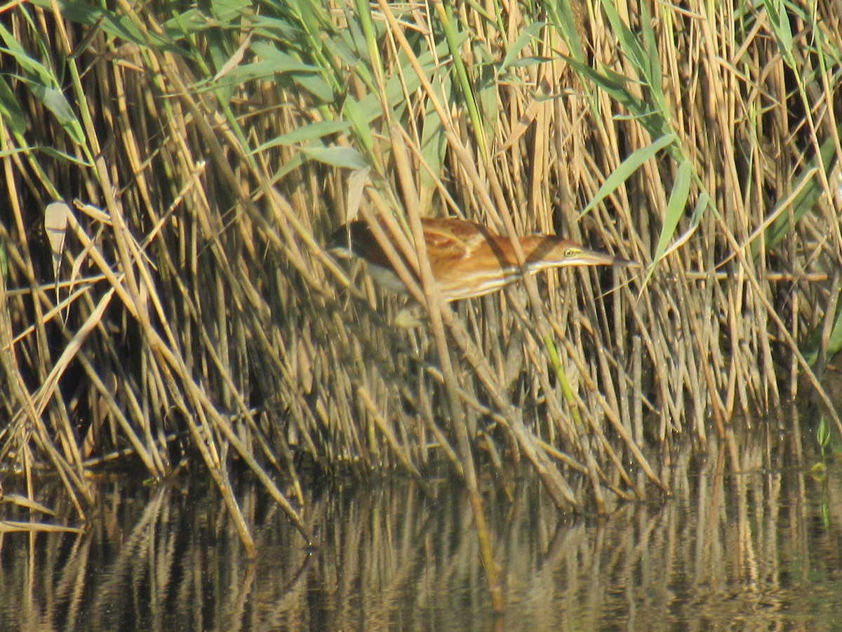 Least Bittern - ML486262691