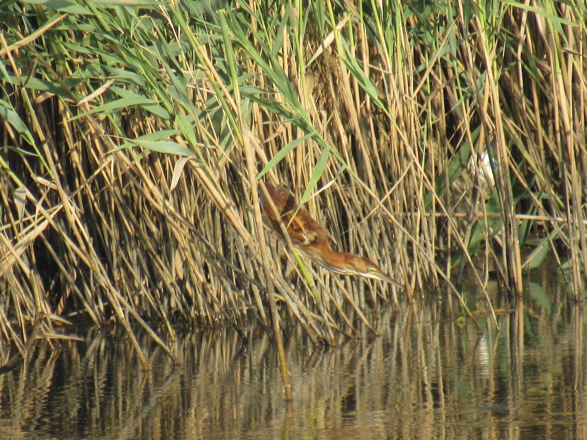 Least Bittern - ML486262701