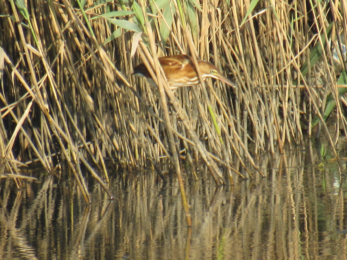 Least Bittern - ML486262711