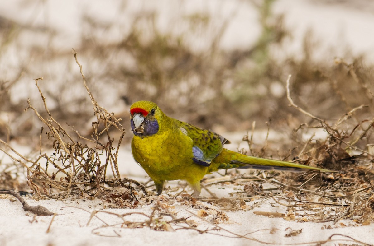 アカビタイキクサインコ - ML486262881