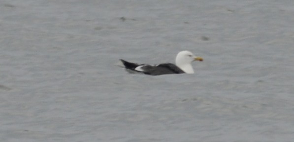 Great Black-backed Gull - ML486262981