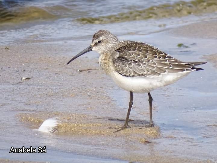 Curlew Sandpiper - ML486263511