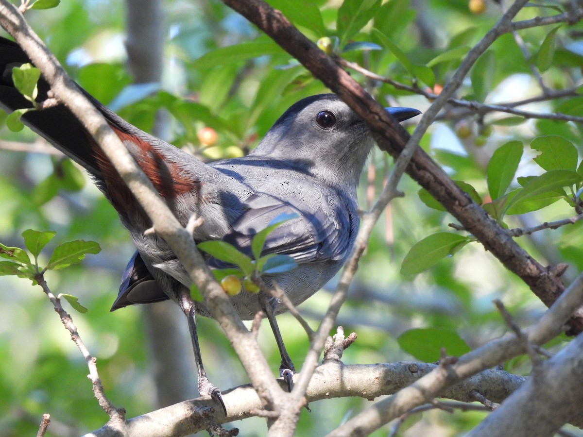 Gray Catbird - ML486264561