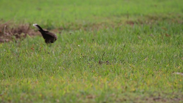 Gray-crowned Babbler - ML486265