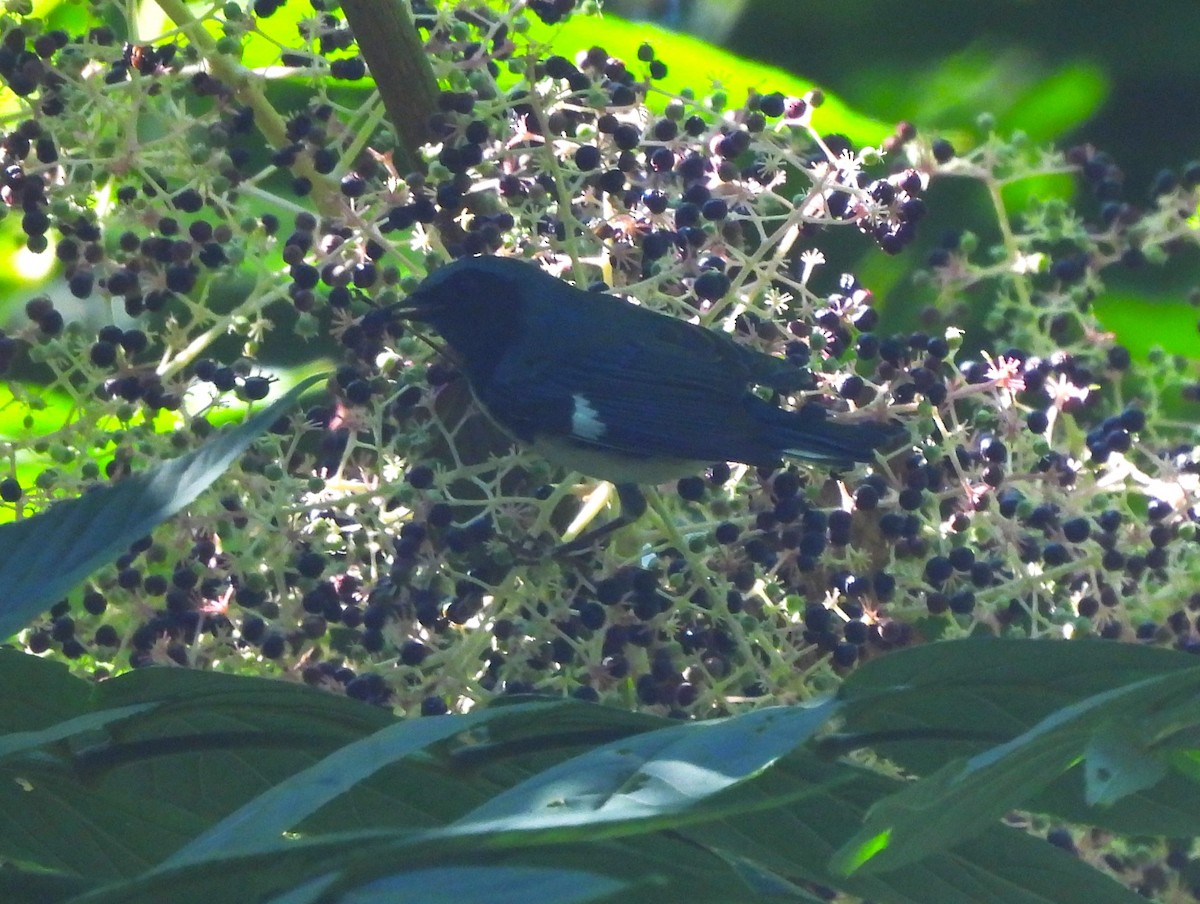 Black-throated Blue Warbler - Jennifer Wilson-Pines