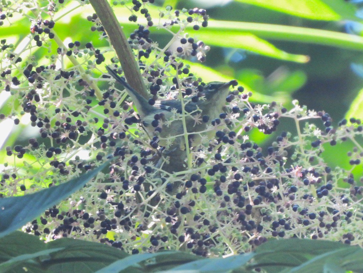 Black-throated Blue Warbler - ML486265501