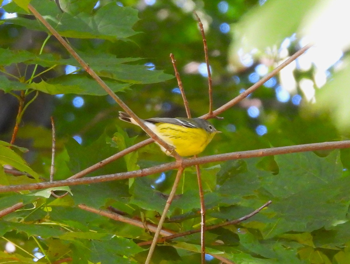 Magnolia Warbler - ML486267081