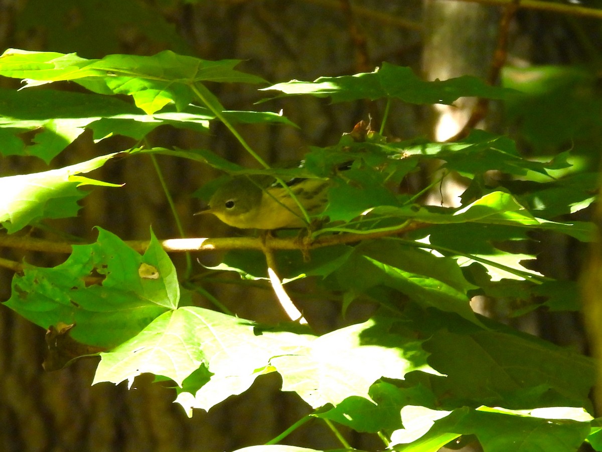 Magnolia Warbler - ML486267101