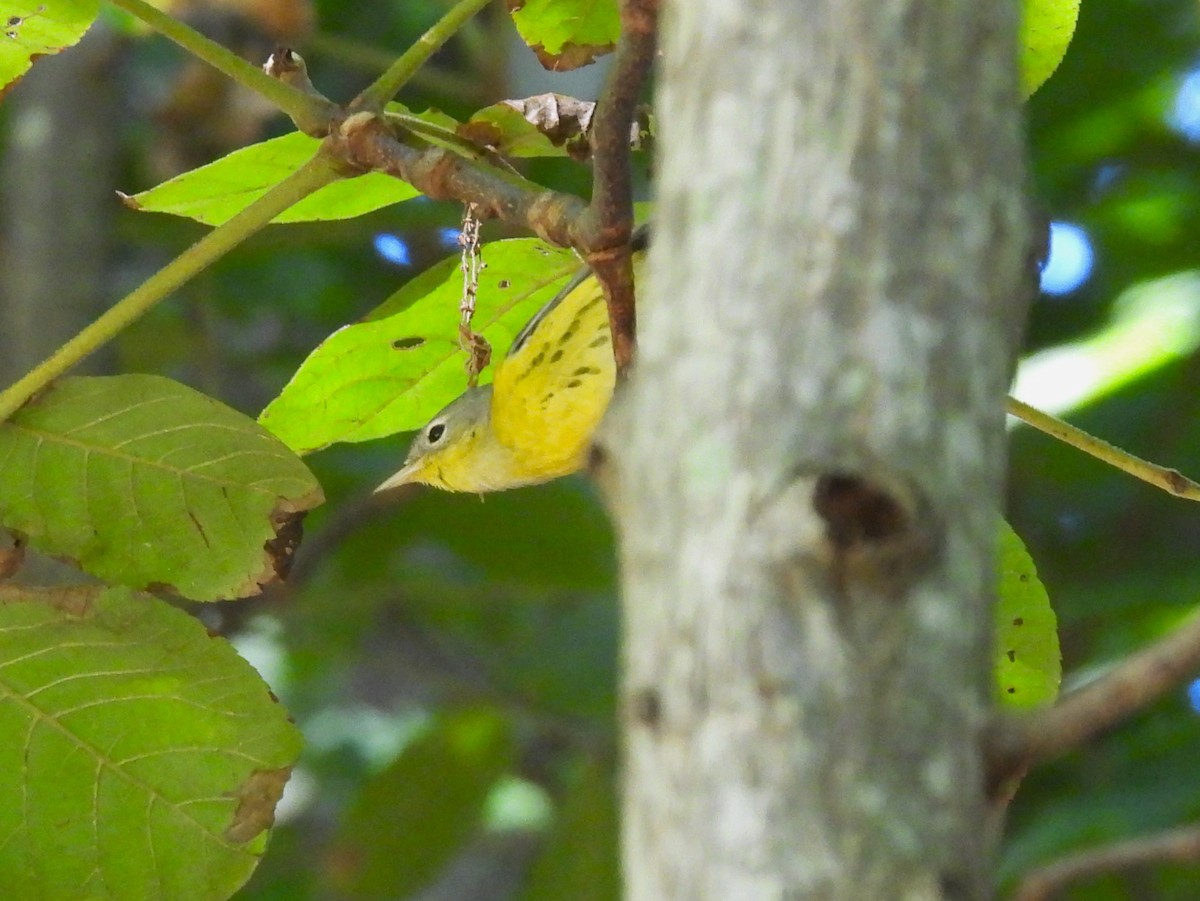 Magnolia Warbler - ML486267111