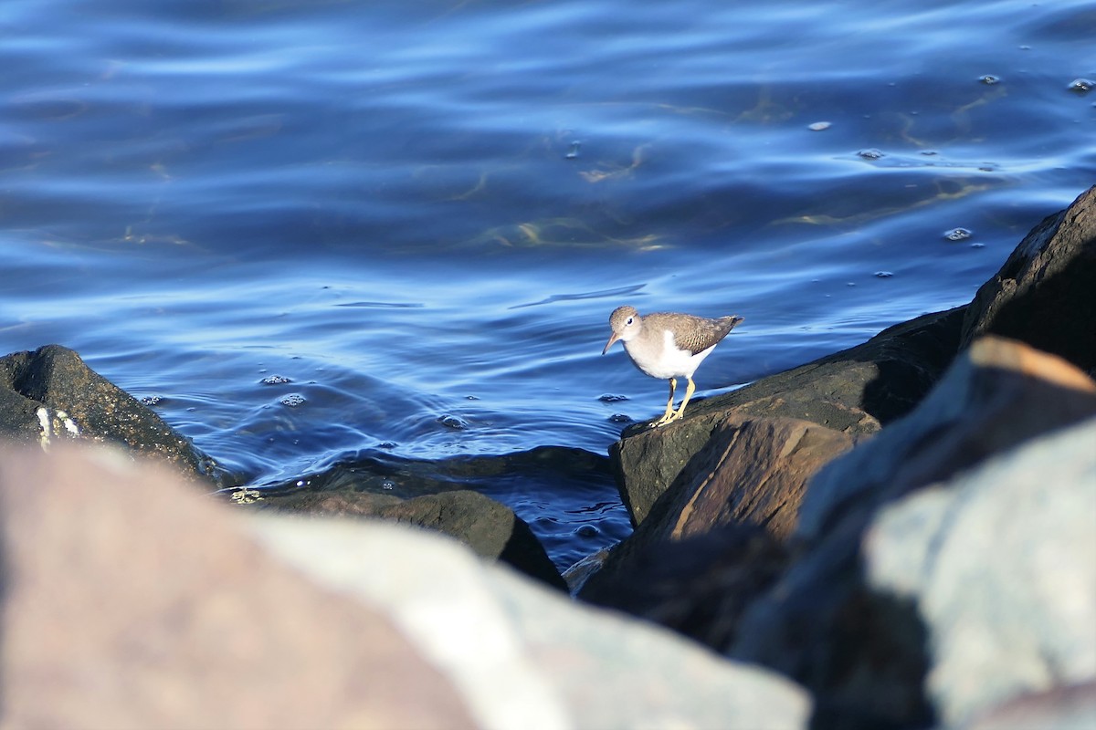 Spotted Sandpiper - ML486267241