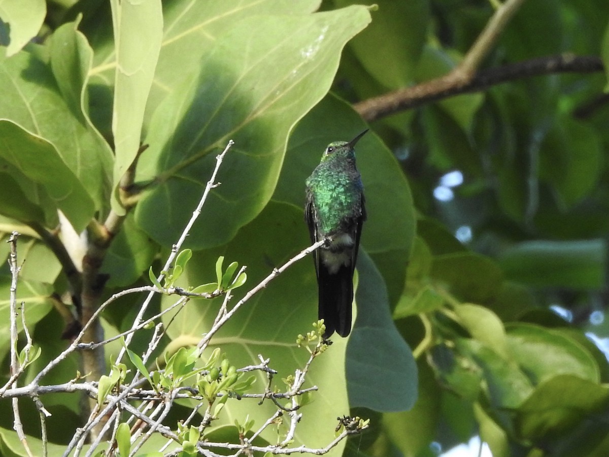 Cuban Emerald - ML486267911