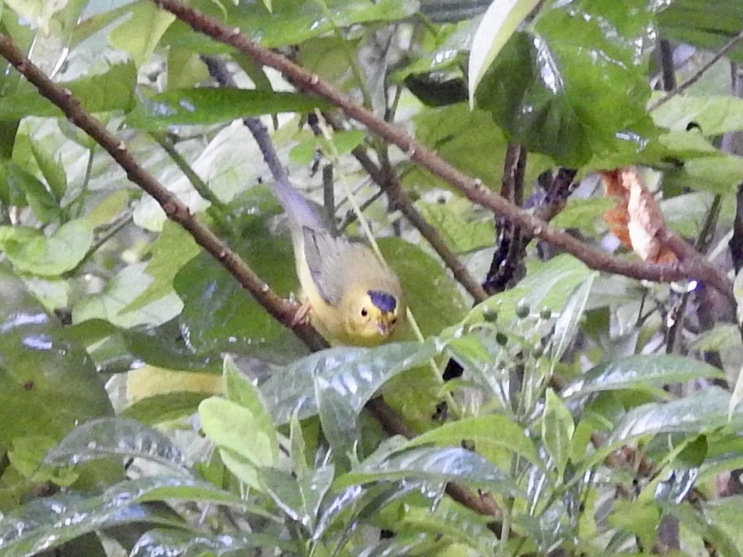 Wilson's Warbler - ML486267981