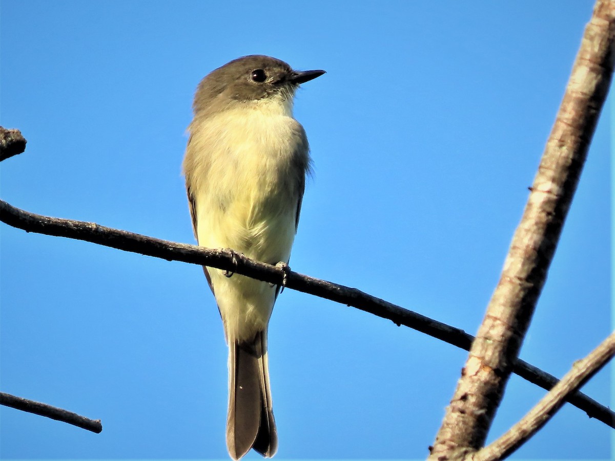 Eastern Phoebe - ML486268021