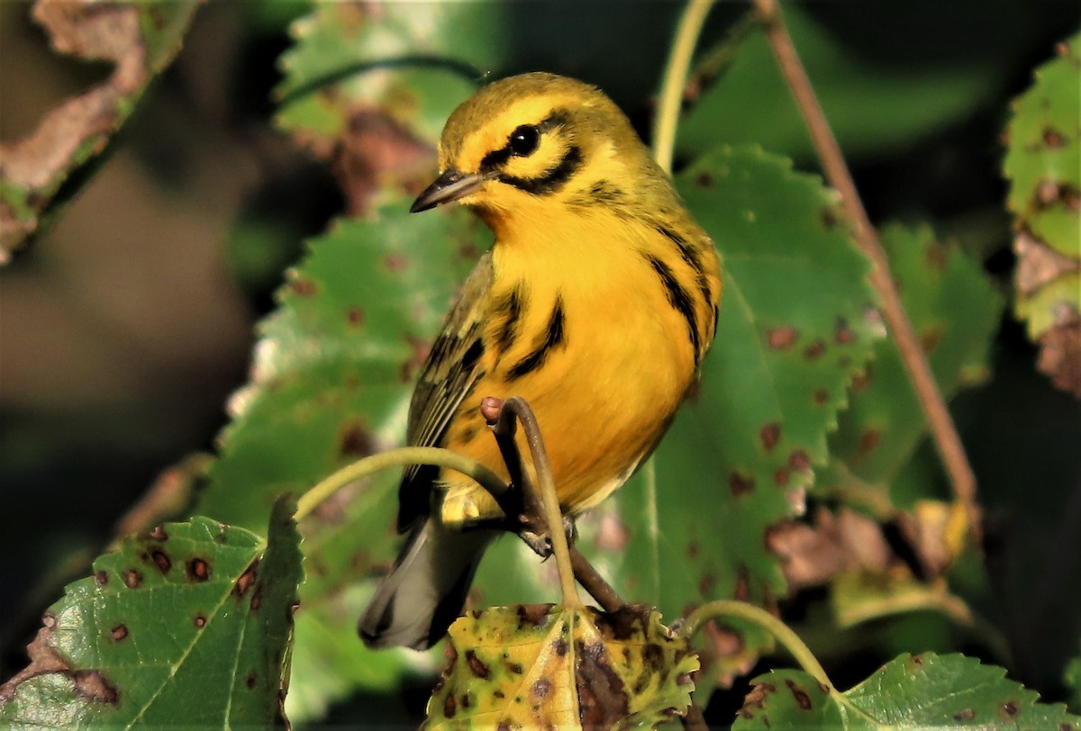 Prairie Warbler - ML486268061