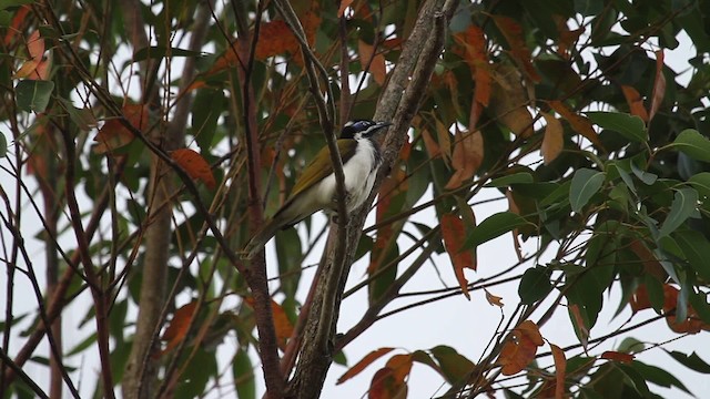 Blue-faced Honeyeater (Blue-faced) - ML486269