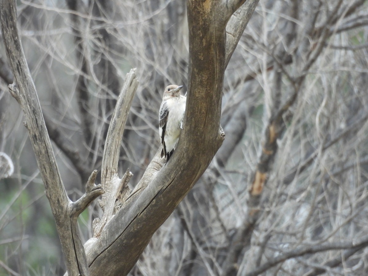 Red-headed Woodpecker - ML486269581