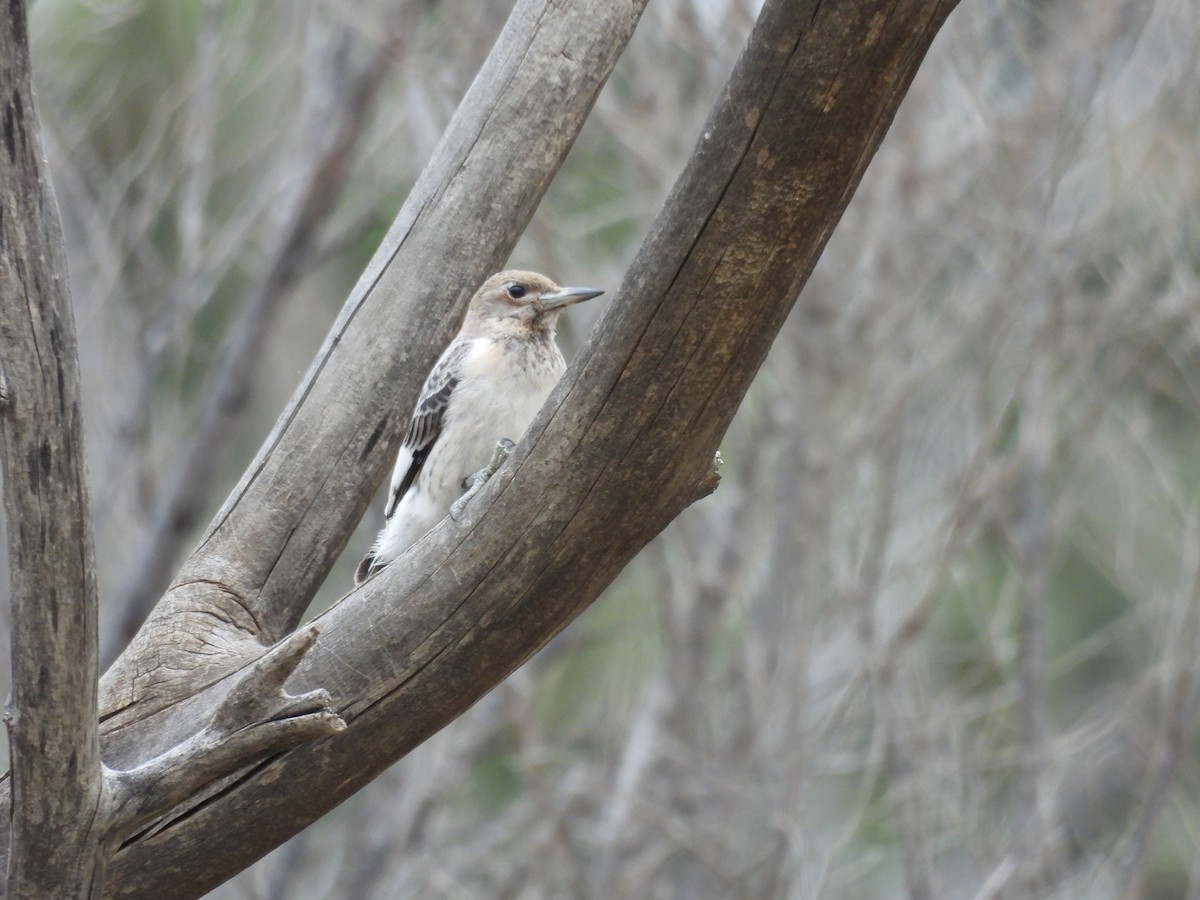 Red-headed Woodpecker - ML486269711