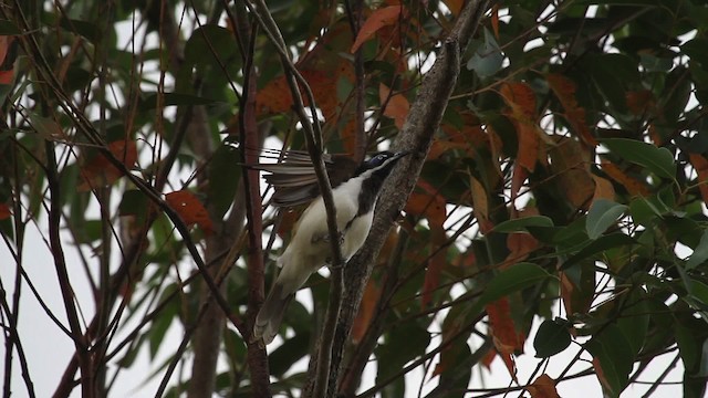 Blue-faced Honeyeater (Blue-faced) - ML486270