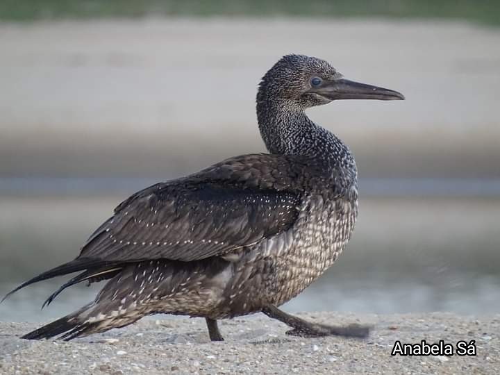 Northern Gannet - ML486271241