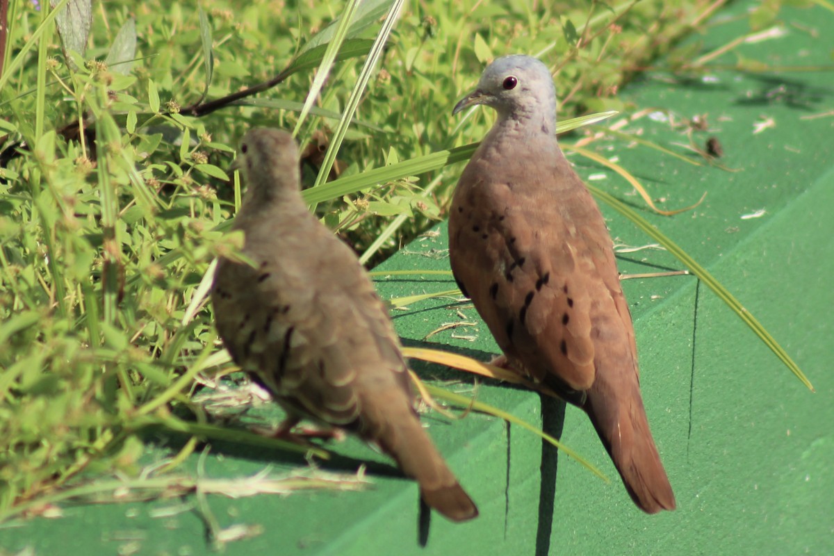 Ruddy Ground Dove - ML486271461