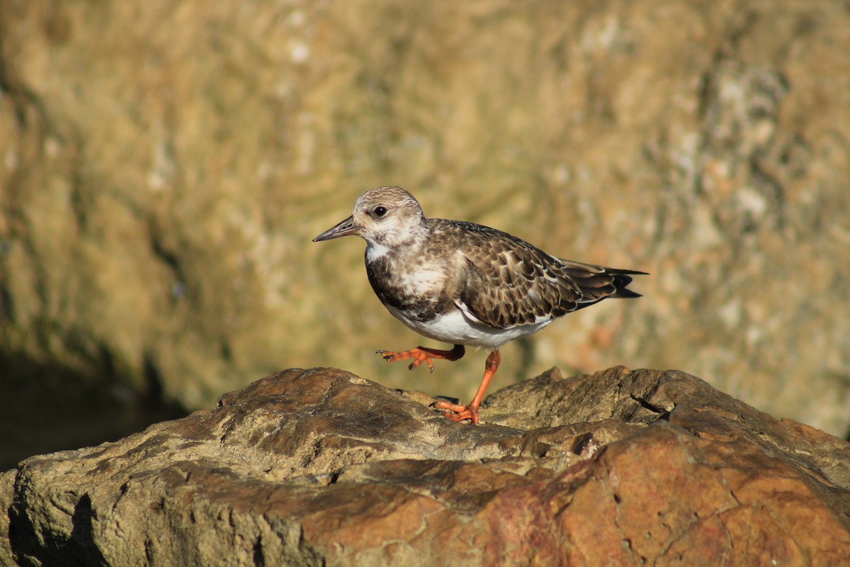 Ruddy Turnstone - Matt Leavitt