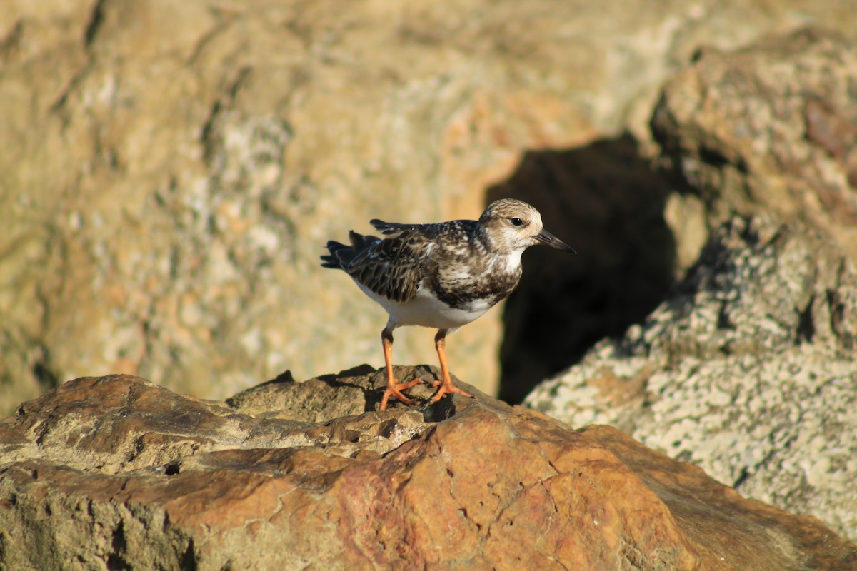 Ruddy Turnstone - ML486271541