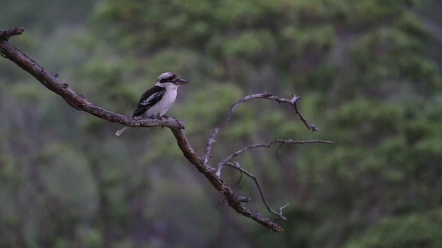 Laughing Kookaburra - ML486272